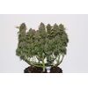 Auto Gorilla Glue, Фасовка: 5, изображение 8